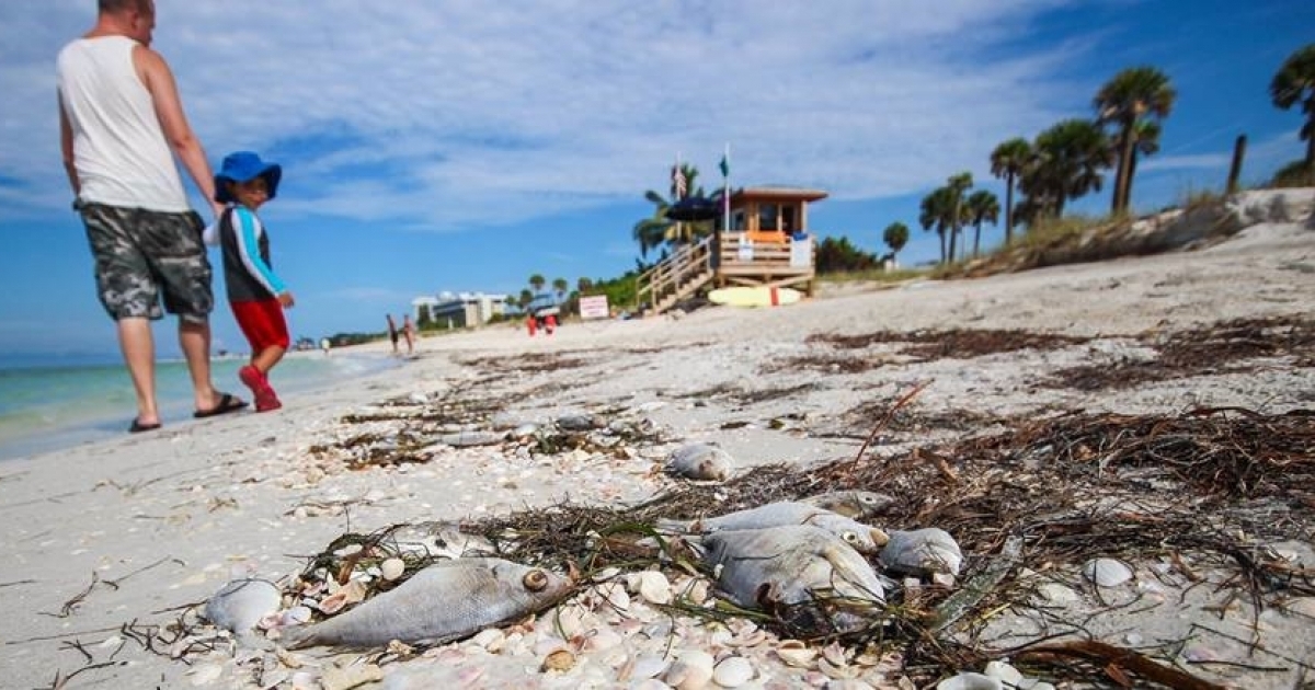 Científicos de Florida interrumpen las investigaciones sobre la marea roja por el cierre parcial del Gobierno