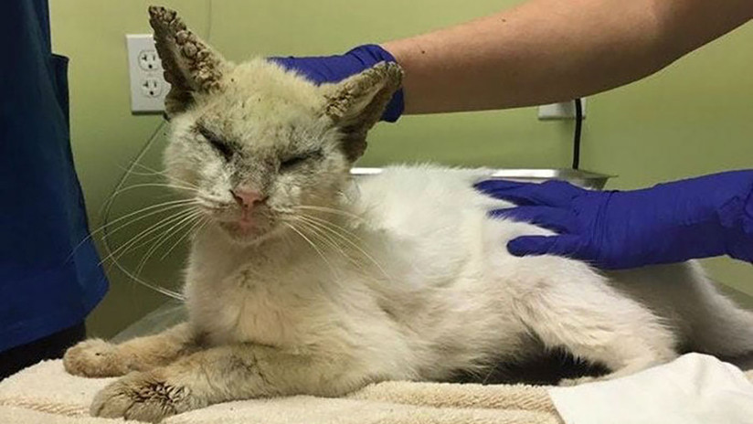 Gato cautivó al mundo con su belleza tras abrir los ojos por primera vez en Florida (Fotos)