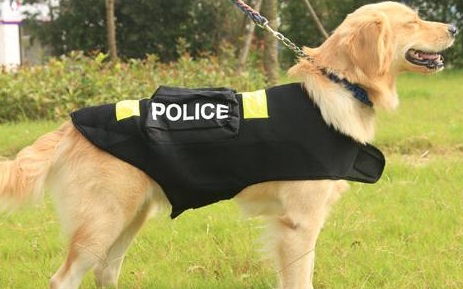 Jake, el perro policía, volverá al trabajo luego de recuperarse de inesperado accidente