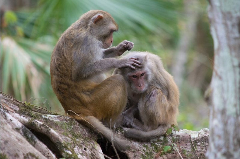 ¡Cuidado! Estos monos de Silver Springd portan un enfermedad mortal para los humanos