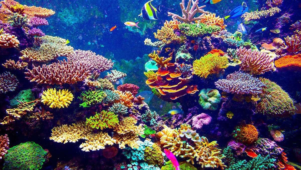 Prohibición de protectores solares con ingredientes dañinos para arrecifes de coral podría convertirse muy pronto en ley