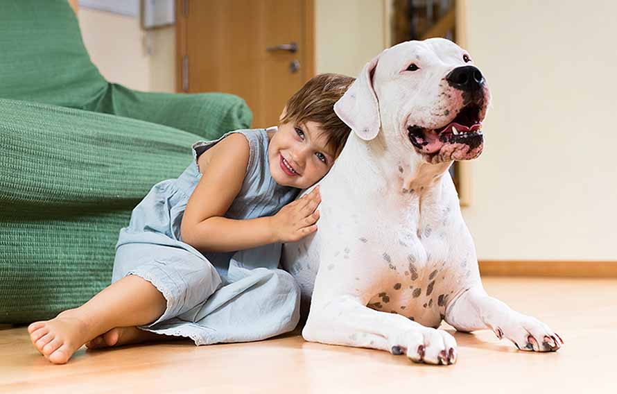 UniVista: Lo que tiene que saber antes de traer un perro a su hogar