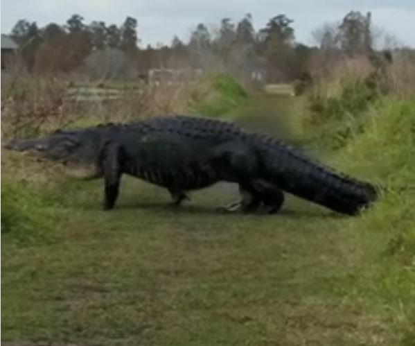 Mujer viralizó encuentro cercano con caimán ‘Monstruo’ de Florida