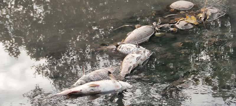 Bajo investigación aparición de peces muertos en dique La Florida