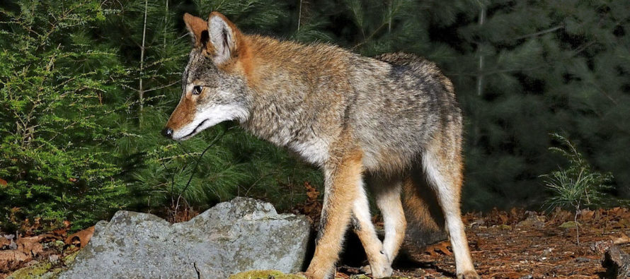 Presencia de coyotes en un campo de golf abandonado genera alarma en habitantes de Oakland Park
