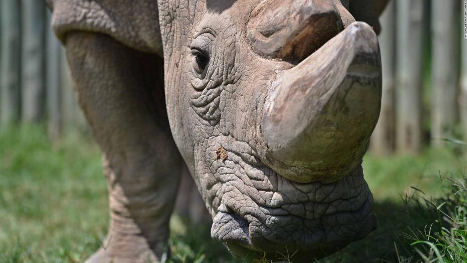 Herida niña de dos años que cayó en exhibición de rinocerontes en el zoológico de Florida
