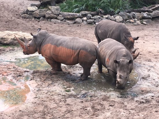 Niña se recupera de múltiples lesiones tras caer a la exhibición de rinocerontes en el zoológico de Brevard