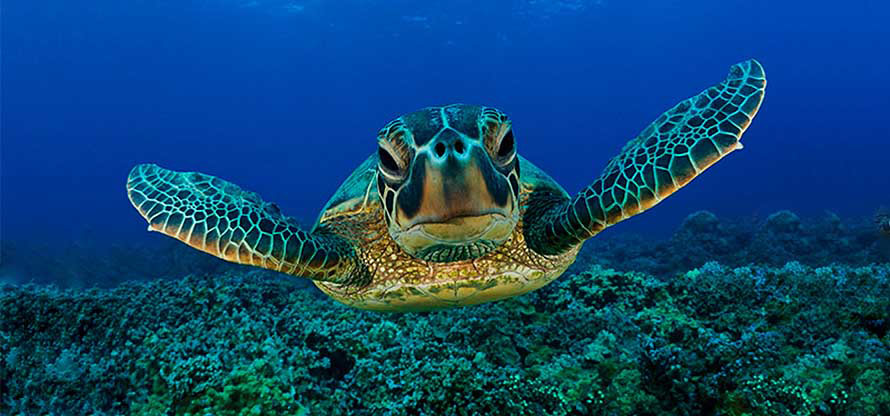 ¡Conozca una de las especie más antigua del planeta! Día Mundial de la Tortuga