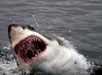 Tiburón blanco ataca un kayak y deja par de dientes clavados en la embarcación