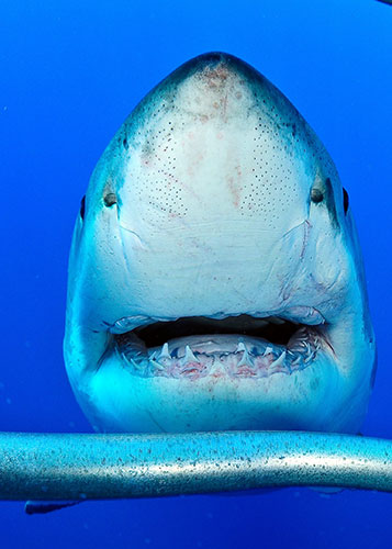 Investigan presencia de tiburones en Key Biscayne, pueden haber mordido a un hombre