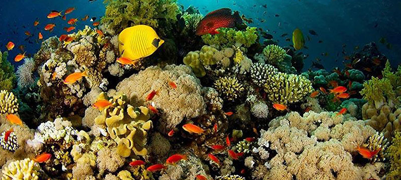 Prohíben uso de protectores solares que afectan corales en Cayo Hueso
