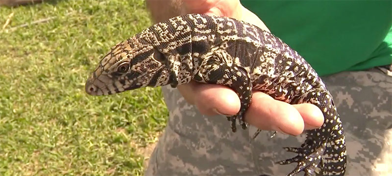Vida silvestre del sur de Florida amenazada por reptil argentino