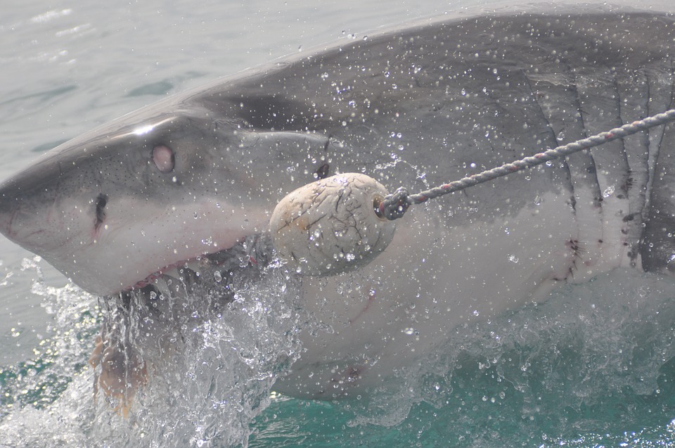 Se enfrenta a peligroso tiburón en inmediaciones de Key Biscayne y vive para contarlo
