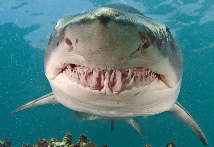 Sabías de esta extraña conducta del tiburón tigre