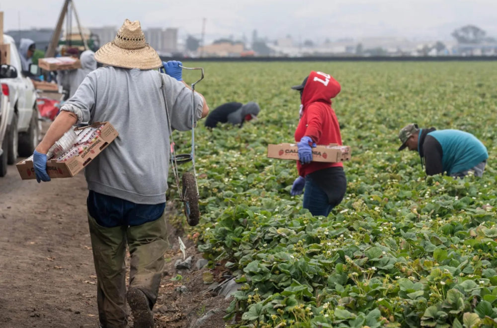 Incertidumbre del sector agrícola por medidas migratorias de DeSantis en Florida
