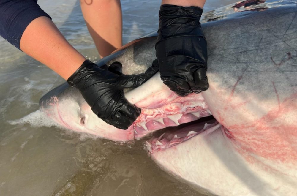 Gran tiburón blanco “embarazada” sorprende a bañistas en costas de Florida