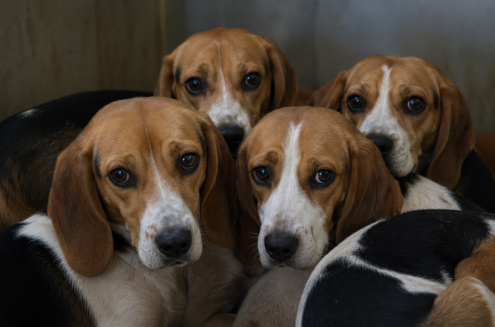 Beagles rescatados de laboratorio de pruebas llegan a Palm Beach para ser adoptados