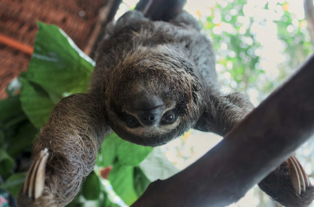 Florida frena importación de perezosos tras la muerte de 50 ejemplares en Sloth World