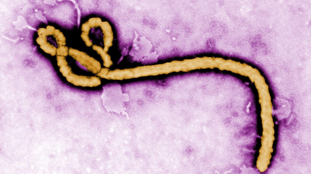 Virus Ebola - CDC