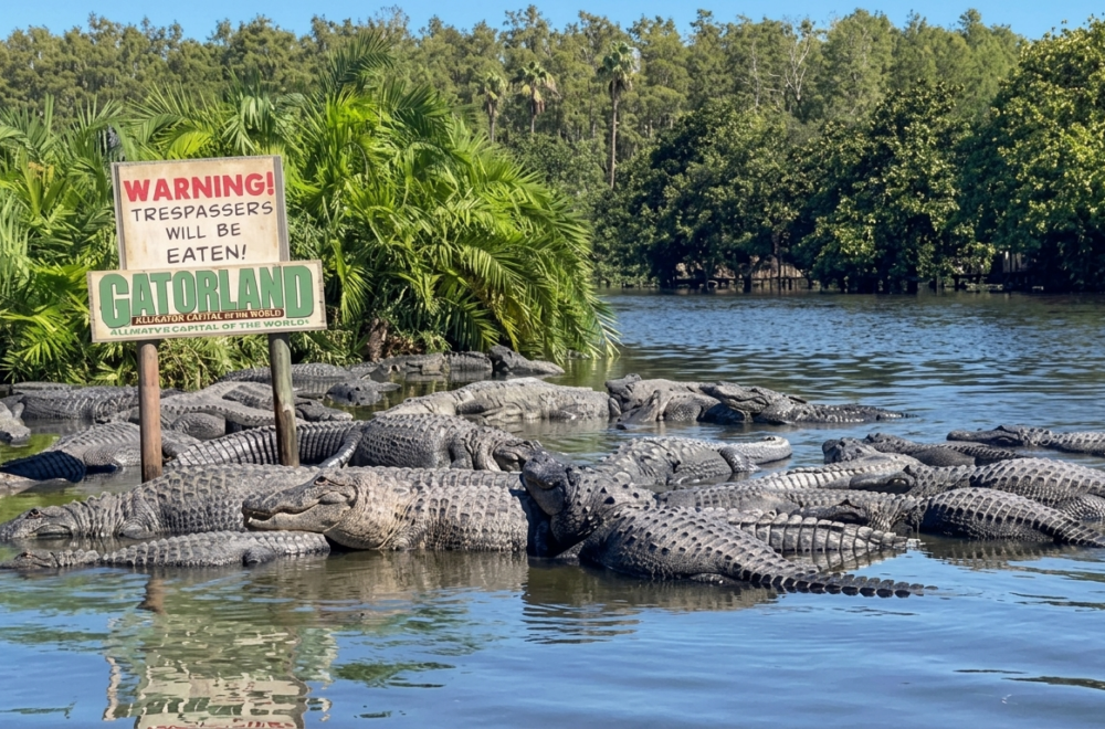Enorme caimán devora a un ejemplar más joven en parque turístico de Florida