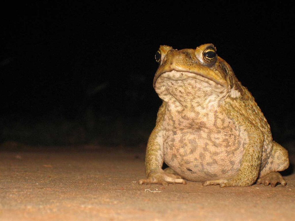 Sapo de Caña en Florida