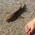 Mujer por poco pierde un dedo tras pisar a un bebé tiburón en Naples