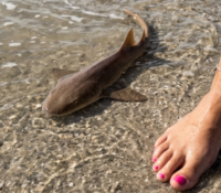 Mujer por poco pierde un dedo tras pisar a un bebé tiburón en Naples