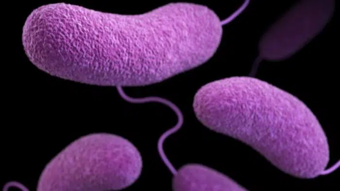 Vibrio vulnificus bacteria come carne