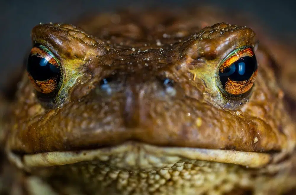 Alertan presencia de sapo tóxico que puede matar mascotas en minutos