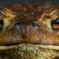 Alertan presencia de sapo tóxico que puede matar mascotas en minutos