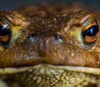 Alertan presencia de sapo tóxico que puede matar mascotas en minutos