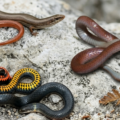 Declaran en riesgo de extinción a tres reptiles raros de Florida