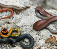 Declaran en riesgo de extinción a tres reptiles raros de Florida
