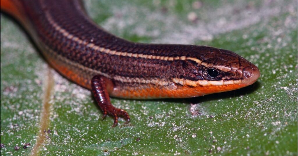 Especies de Florida en peligro de extinción