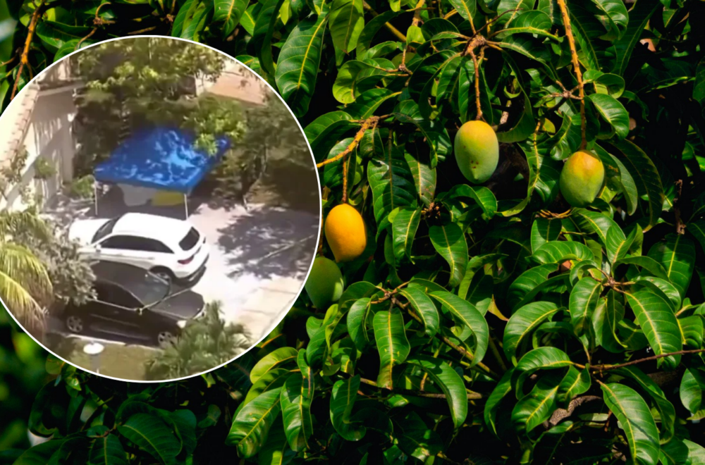 Mujer de Miramar murió tras caer de un árbol de mango en el patio de su casa