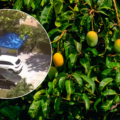 Mujer de Miramar murió tras caer de un árbol de mango en el patio de su casa