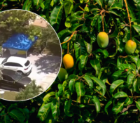 Mujer de Miramar murió tras caer de un árbol de mango en el patio de su casa