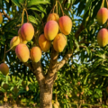 Temporada de mangos en Miami-Dade: tomarlos sin permiso puede costar $200