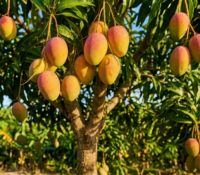 Temporada de mangos en Miami-Dade: tomarlos sin permiso puede costar $200