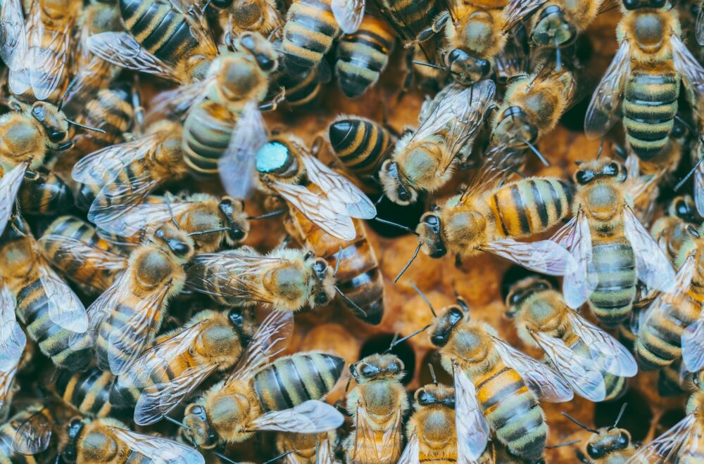 Enjambre de abejas atacó a una familia en Florida y mató a uno de sus perros