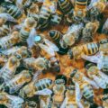 Enjambre de abejas atacó a una familia en Florida y mató a uno de sus perros