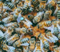 Enjambre de abejas atacó a una familia en Florida y mató a uno de sus perros