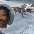 Arrestan a dueño de pitbulls tras brutal ataque contra hombre y su mascota en Wynwood