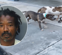 Arrestan a dueño de pitbulls tras brutal ataque contra hombre y su mascota en Wynwood