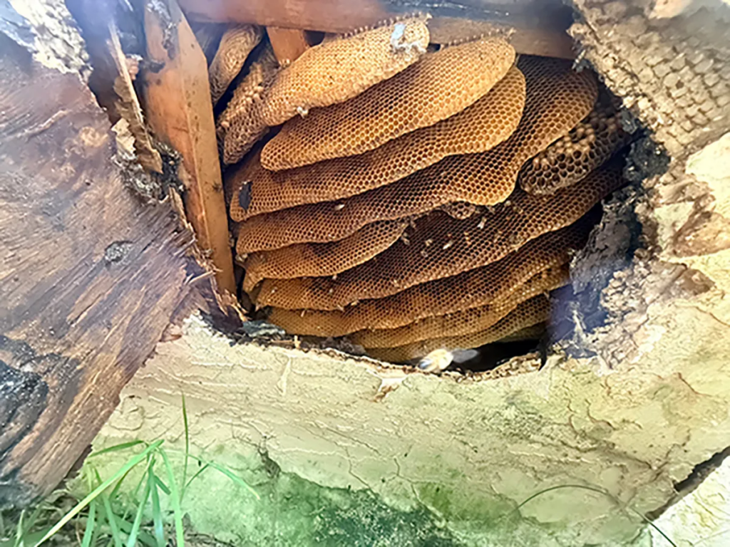 abejas africanas en Florida
