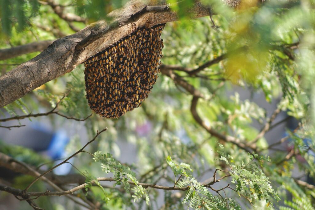 abejas africanas en Florida