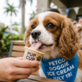 Helado gratis para perritos: la imperdible promoción de Petco