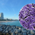 Alerta sanitaria: tres playas de Miami-Dade están contaminadas con bacterias fecales