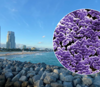 Alerta sanitaria: tres playas de Miami-Dade están contaminadas con bacterias fecales