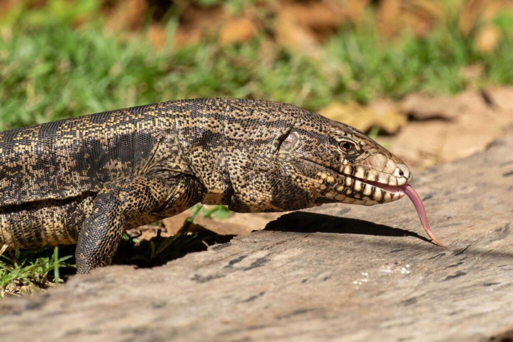 lagartos en Florida